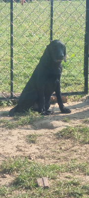 du domaine de la petite baya - Labrador Retriever - Portée née le 26/03/2024