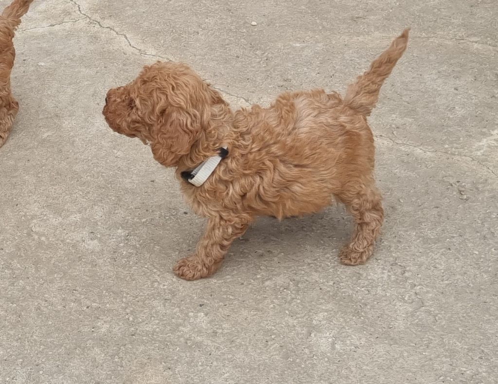 du domaine de la petite baya - Chiots disponibles - Caniche