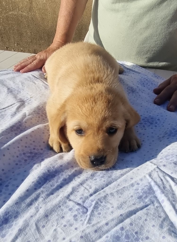 du domaine de la petite baya - Chiots disponibles - Labrador Retriever