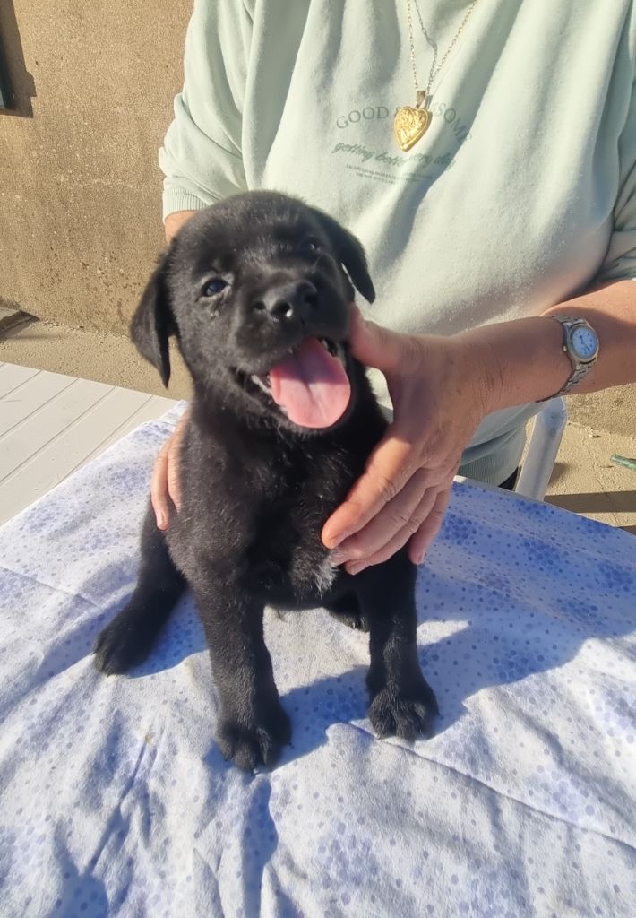 du domaine de la petite baya - Chiots disponibles - Labrador Retriever