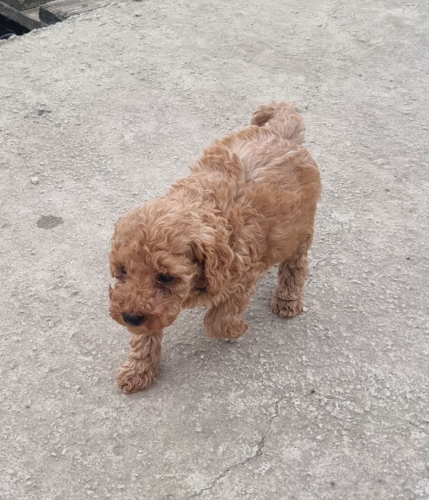 du domaine de la petite baya - Chiots disponibles - Caniche