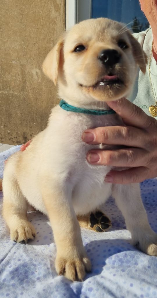 du domaine de la petite baya - Chiots disponibles - Labrador Retriever