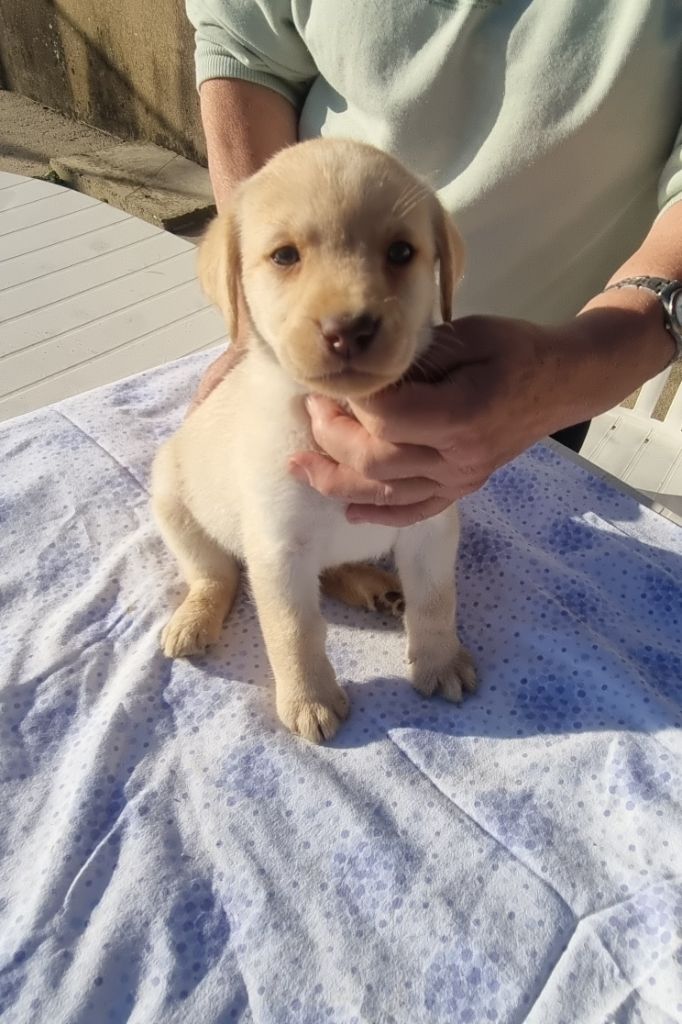 du domaine de la petite baya - Chiots disponibles - Labrador Retriever
