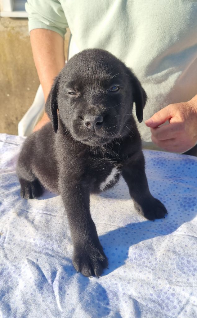 du domaine de la petite baya - Chiots disponibles - Labrador Retriever