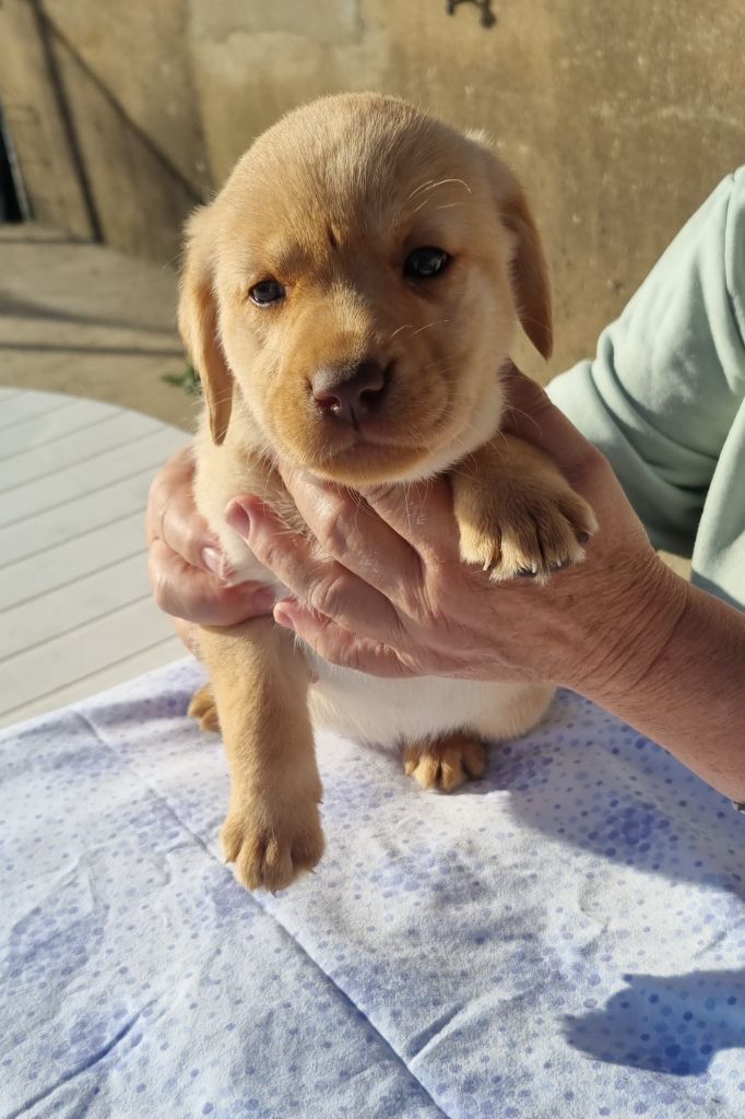 du domaine de la petite baya - Chiots disponibles - Labrador Retriever