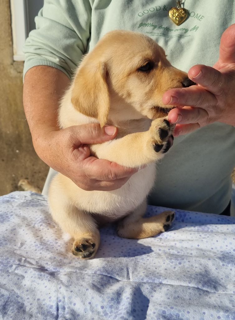 du domaine de la petite baya - Chiots disponibles - Labrador Retriever