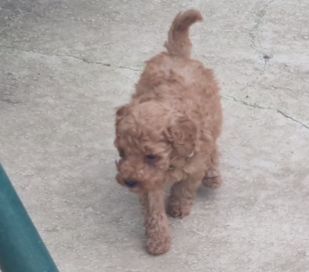 du domaine de la petite baya - Chiots disponibles - Caniche