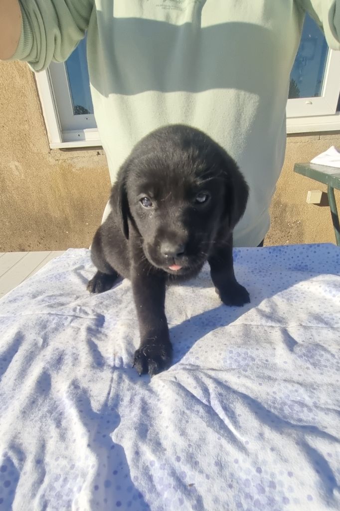 du domaine de la petite baya - Chiots disponibles - Labrador Retriever