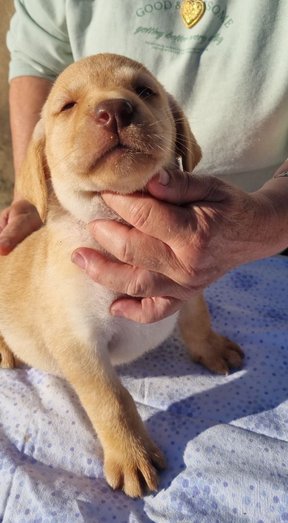 du domaine de la petite baya - Chiots disponibles - Labrador Retriever
